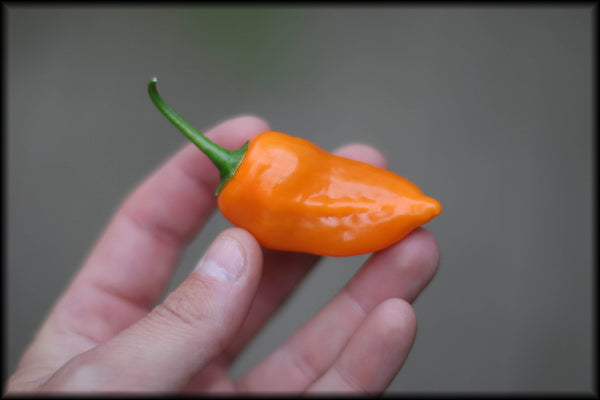 Sugar Drop Orange Seeds