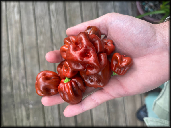 Cappuccino Scotch Bonnet Seeds