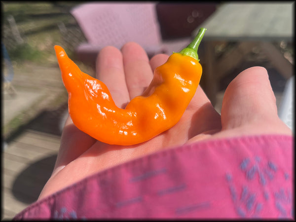 Erotica Orange Seeds