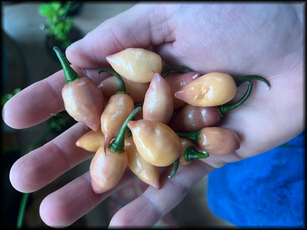 Sweet Purple Peach Seeds