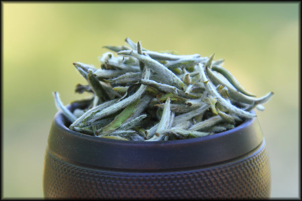 Fujian Silver Needle, Spring 2024