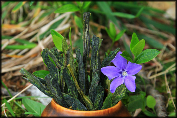 Monkey King, Tai Ping Hou Kui (1/2oz), Spring 2019