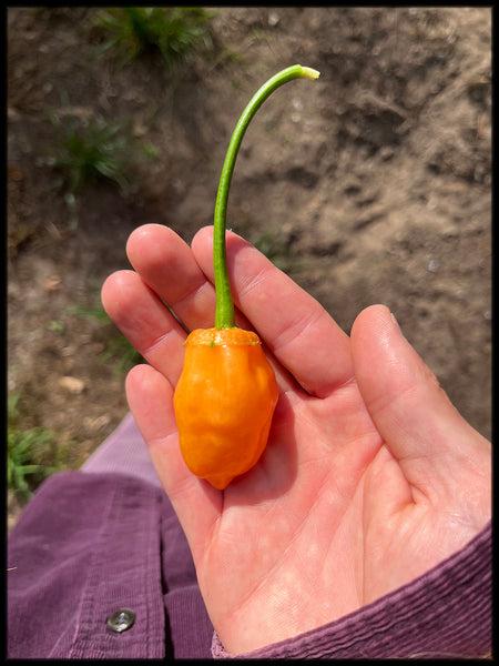 Berrybelle Bubblegum, F2, 10+ Seeds