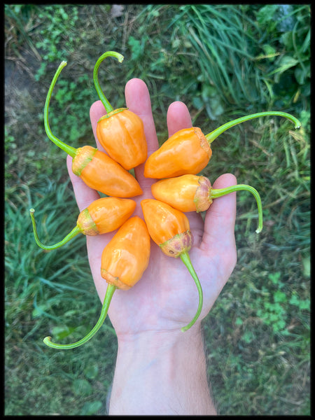 Berrybelle Bubblegum, F2, 10+ Seeds