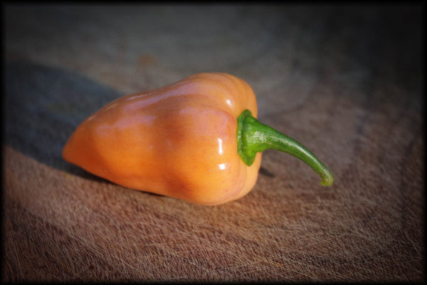 Nagini, F3, 10+ Seeds
