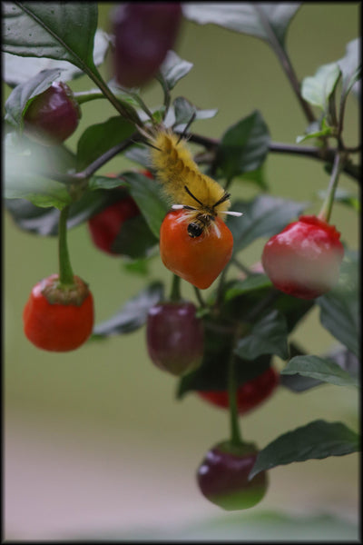 Dragon Heart, Red, F3, 20+ Seeds