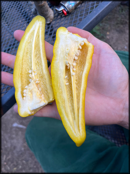 Jimminnihogg Gold, F3, 20+ Seeds