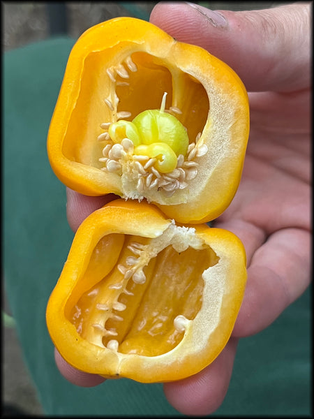 Santana's Bananas, F3, 20+ Seeds