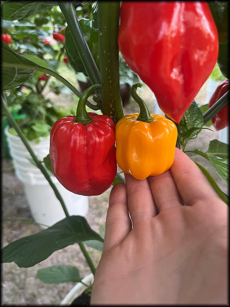 Santana's Bananas, F3, 20+ Seeds