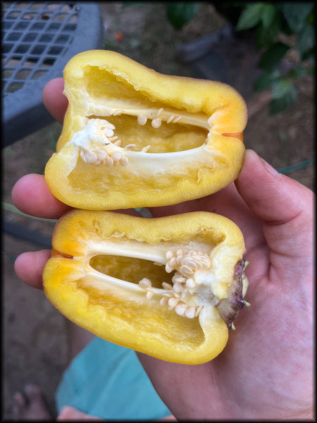 Violgo Heirloom Sweet Pepper, 20+ Seeds