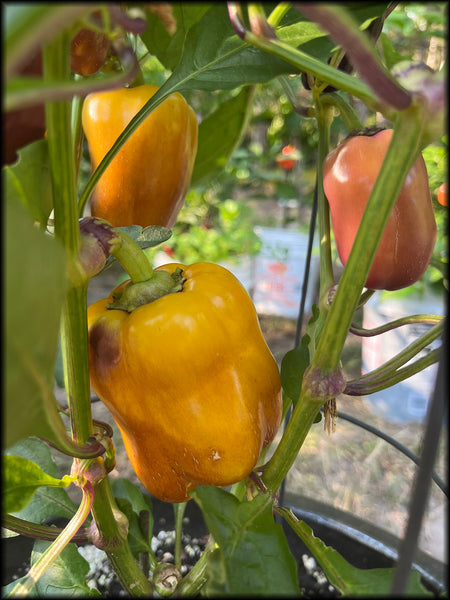 Violgo Heirloom Sweet Pepper, 20+ Seeds