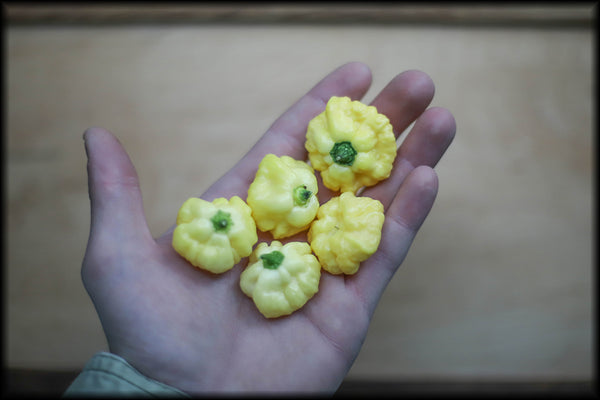 Goat Brains Pale Yellow Seeds