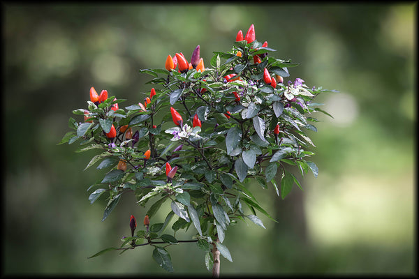 Vaeried Faeries Seeds